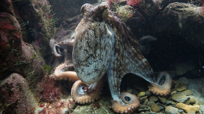 Common Octopus Facts For Kids & Students Pictures, Information & Video