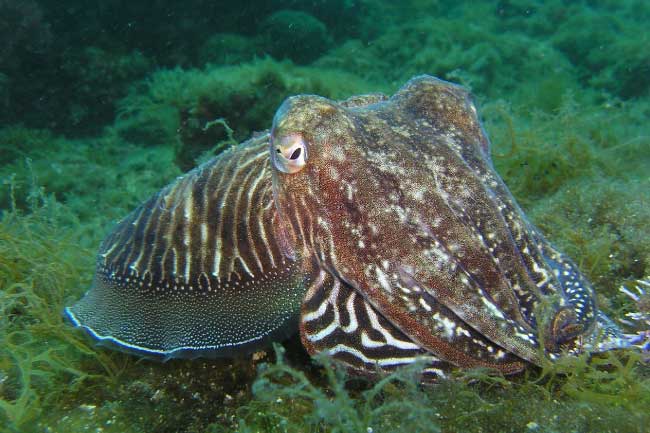 Common Octopus Facts For Kids & Students Pictures, Information & Video