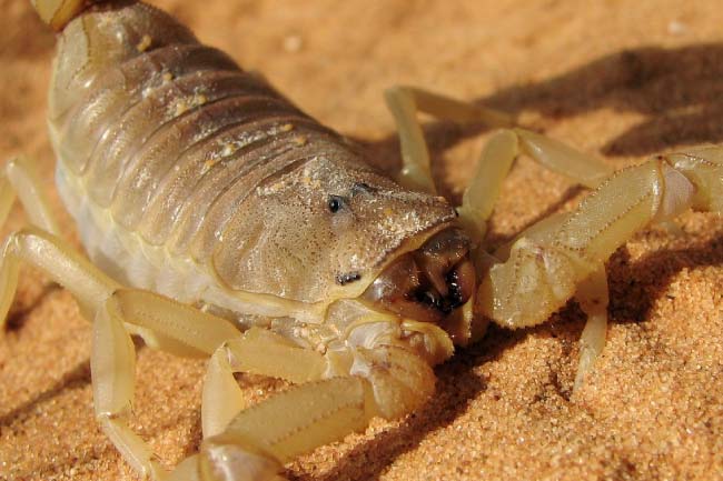 Learn About Scorpions Scorpion Facts for Kids, Students & Adults In