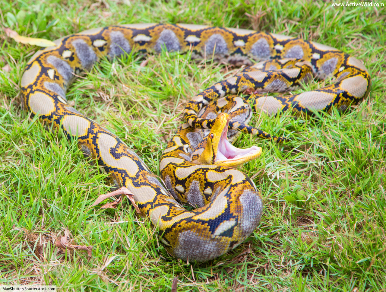 Reticulated Python Facts & Pictures The Longest Snake In The World