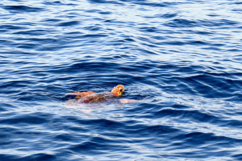 Loggerhead Sea Turtle Facts, Pictures & Information For
