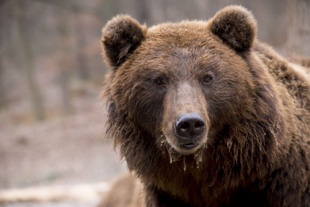 Brown Bear Information, Pictures, Video & Facts. What Is A Brown Bear?
