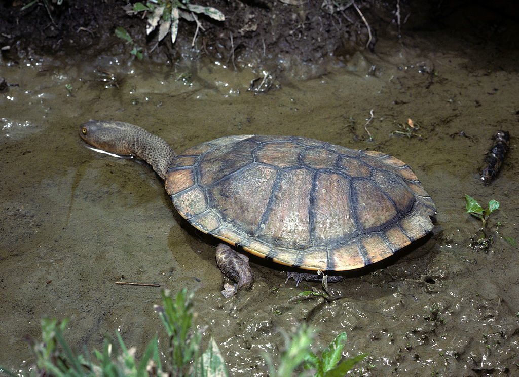 Australian Reptiles List, Pictures & Facts Amazing