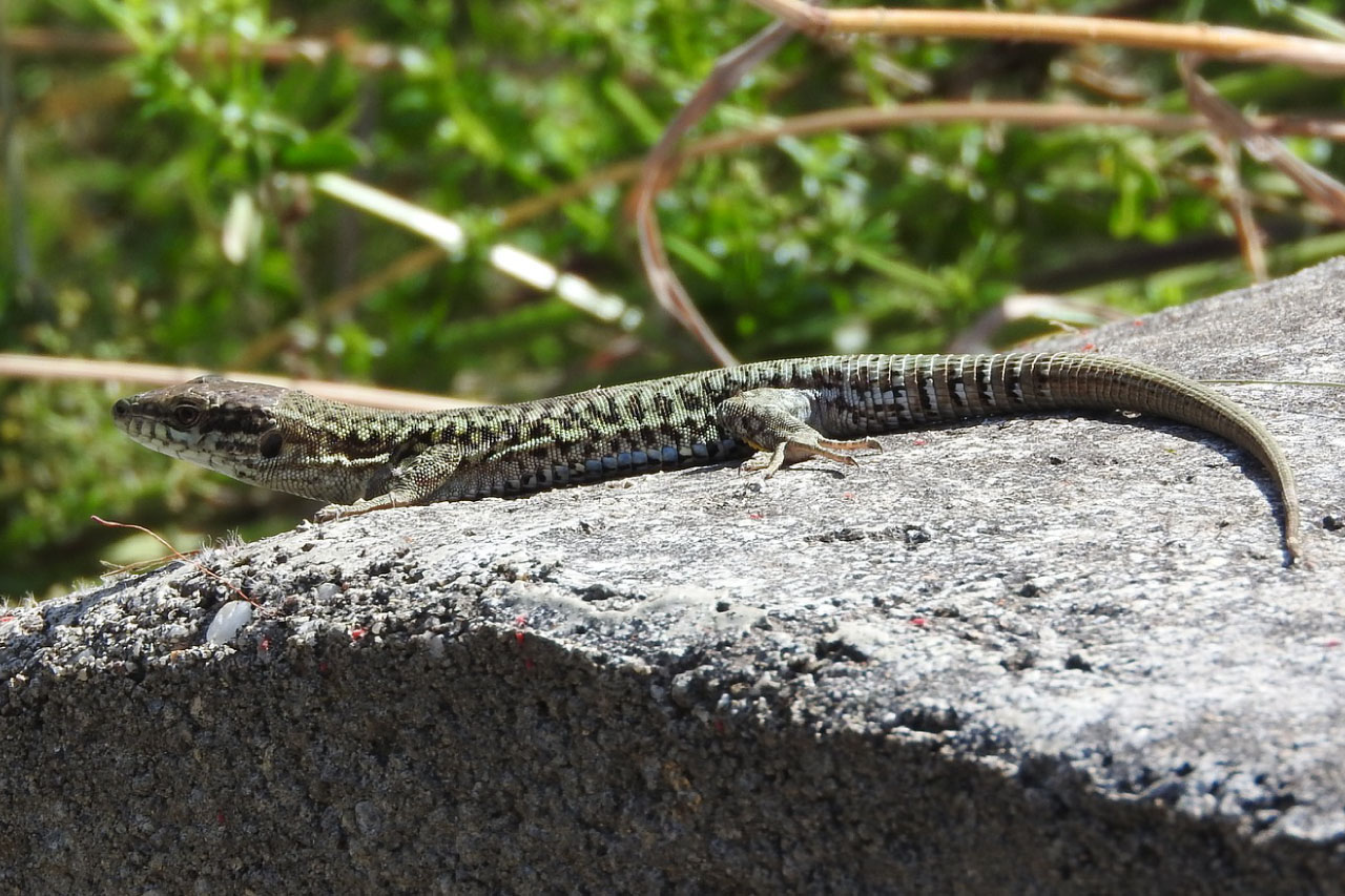 British Reptiles List, Pictures & Facts Includes Every Reptile In The UK