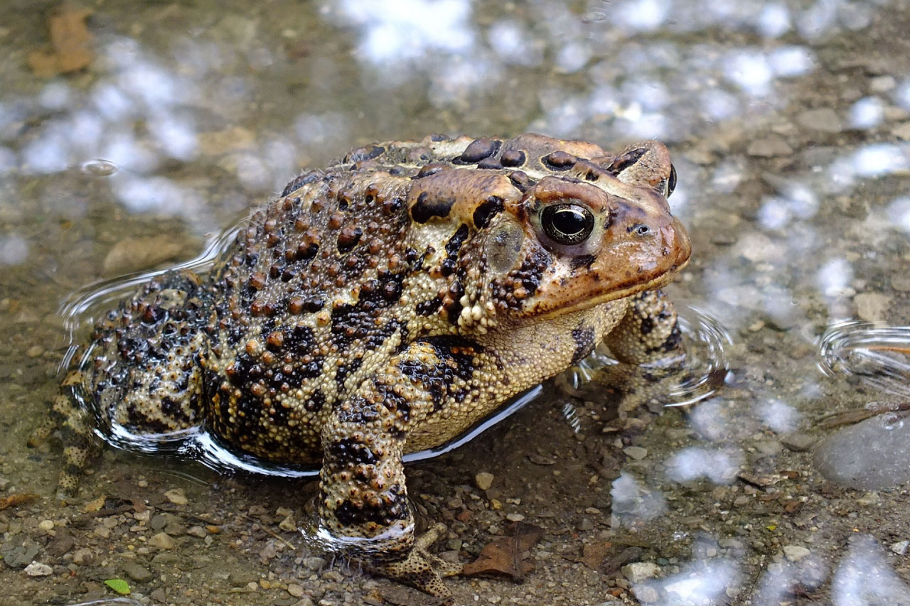 Amphibians Facts, Pictures & Information, Complete Guide To Amphibians