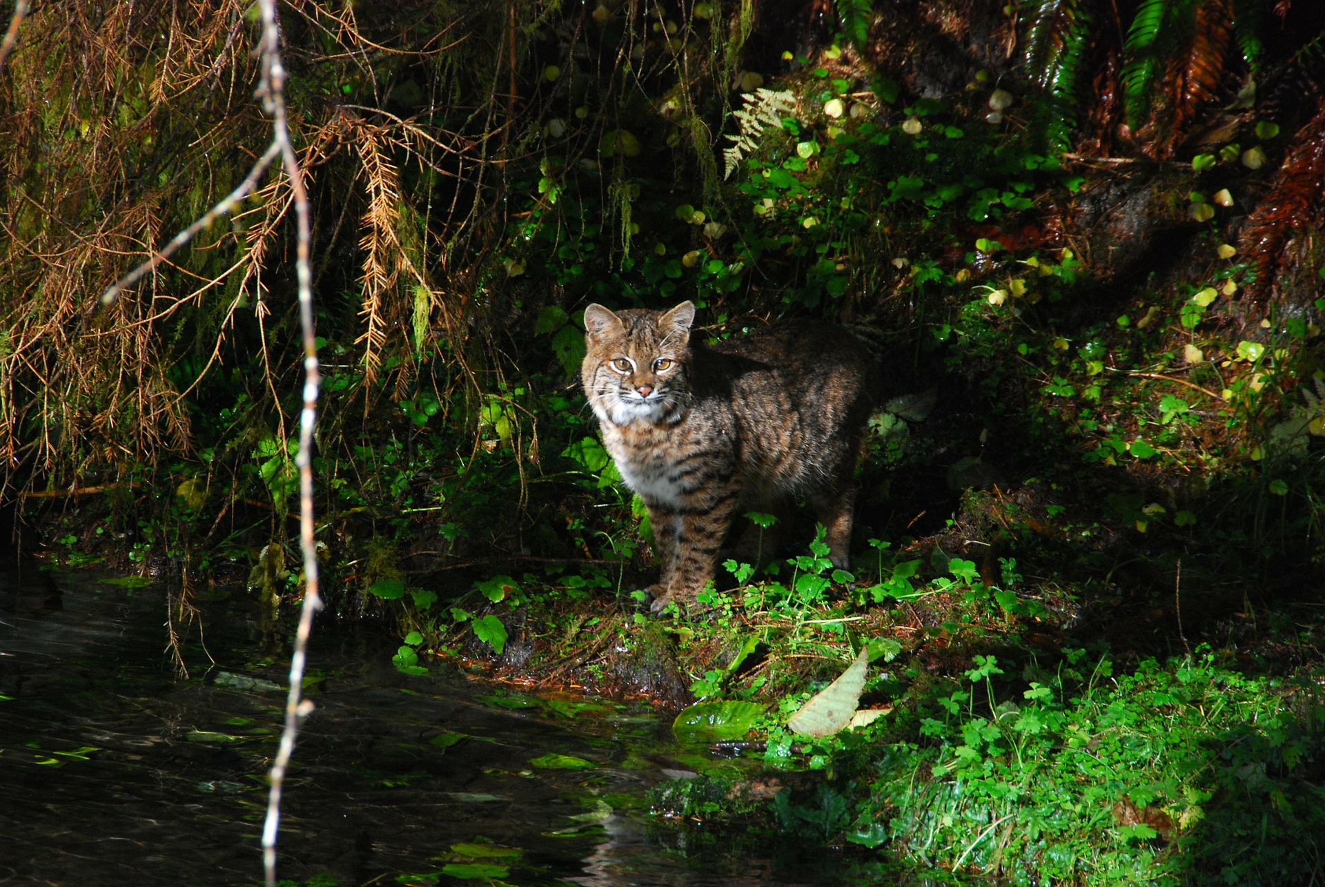 Bobcat Facts, Pictures & Information An Awesome American Predator.