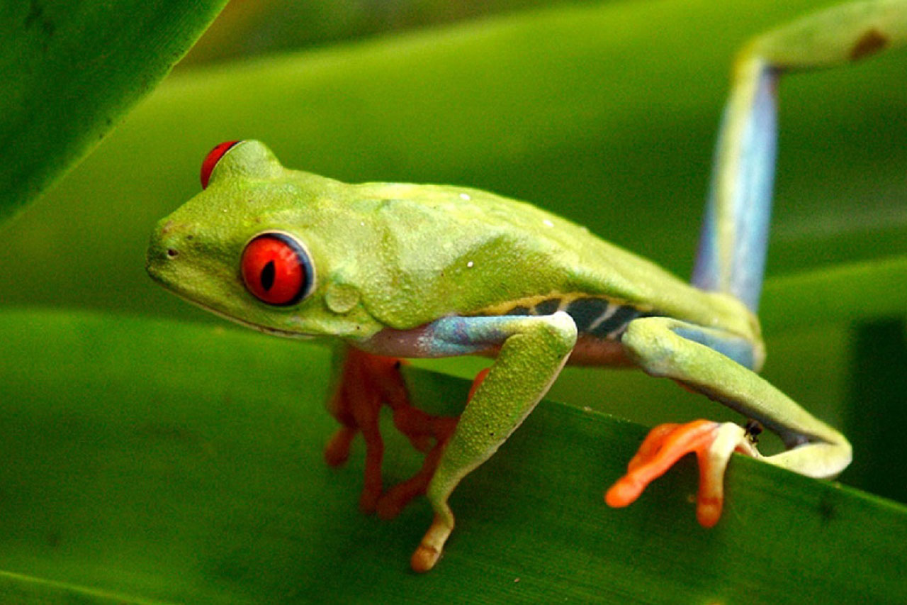 Amphibians Of South America South American Amphibian List Pictures & Facts