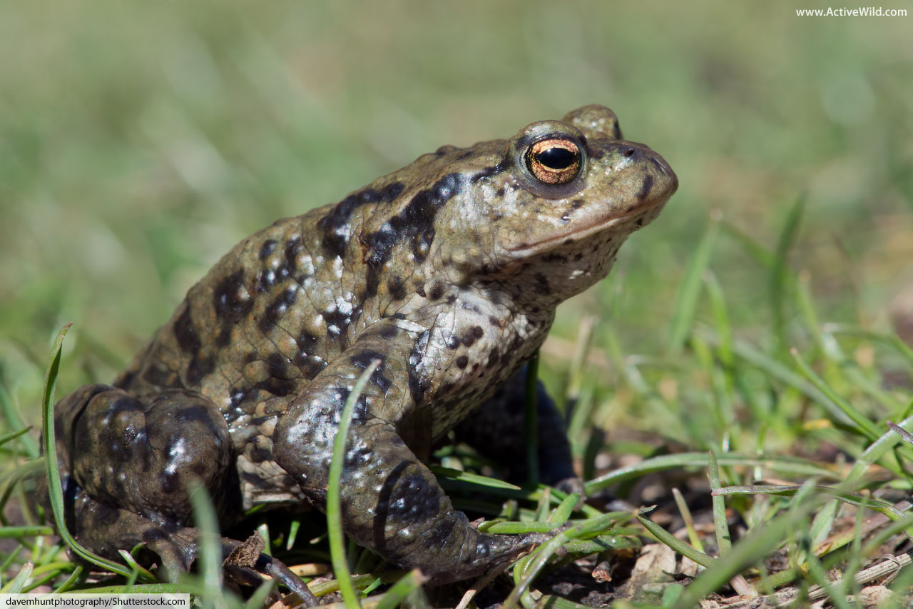 Amphibians In Britain List & Guide To All British Amphibians With