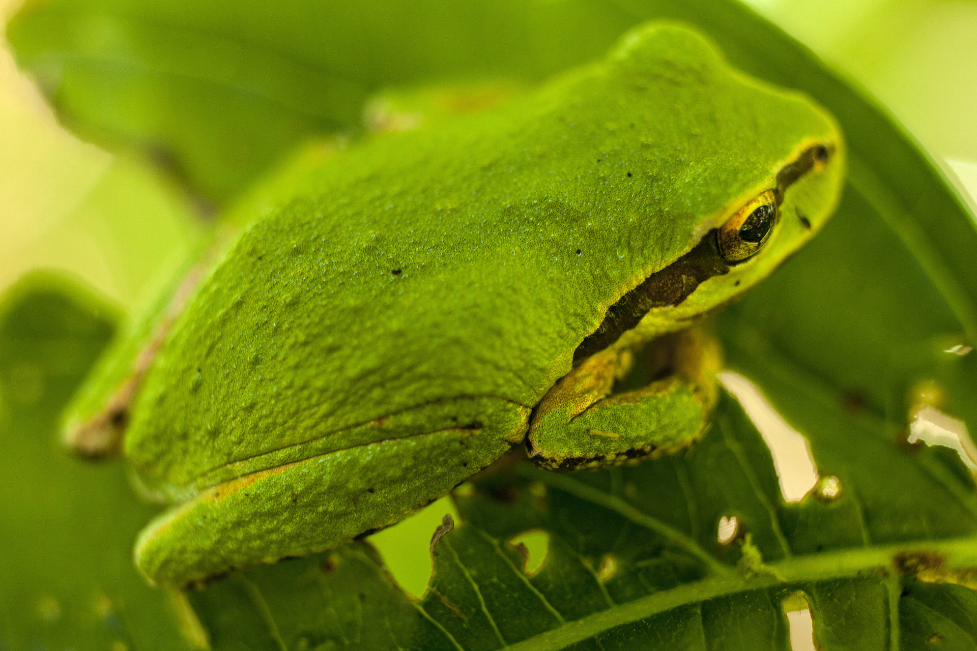 Amphibians Of North America American Amphibian List With Pictures & Facts.