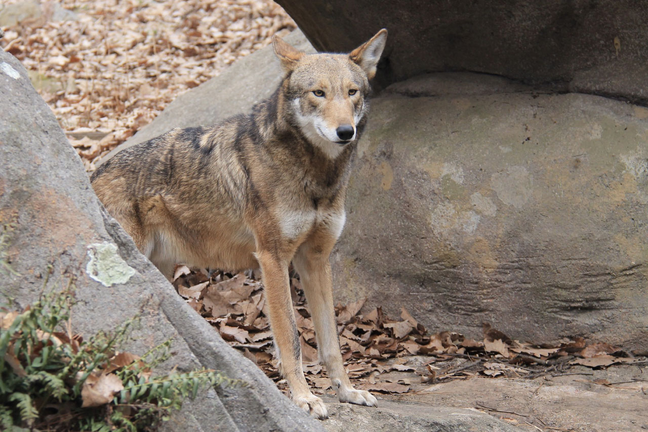 Red Wolf Facts & Pictures, Critically Endangered Mammal, Complete Guide