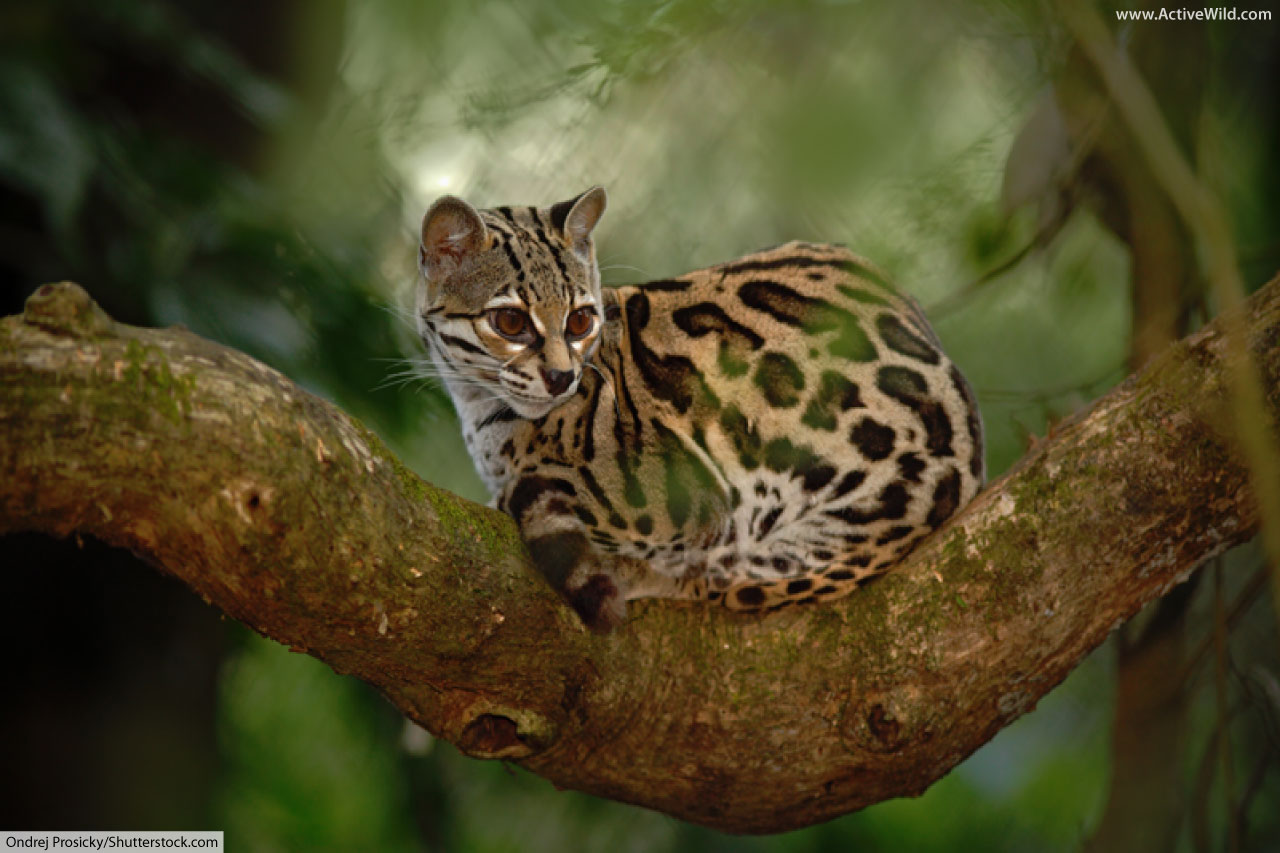 Jaguarundi Facts, Pictures & Information for Kids & Adults