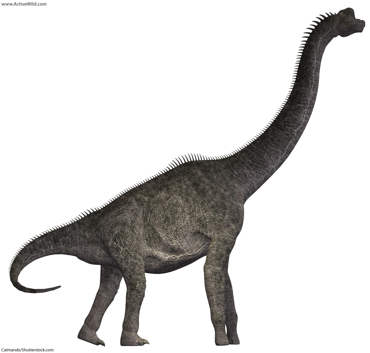 Jurassic Dinosaurs. List Of Dinosaurs That Lived In The Jurassic Period