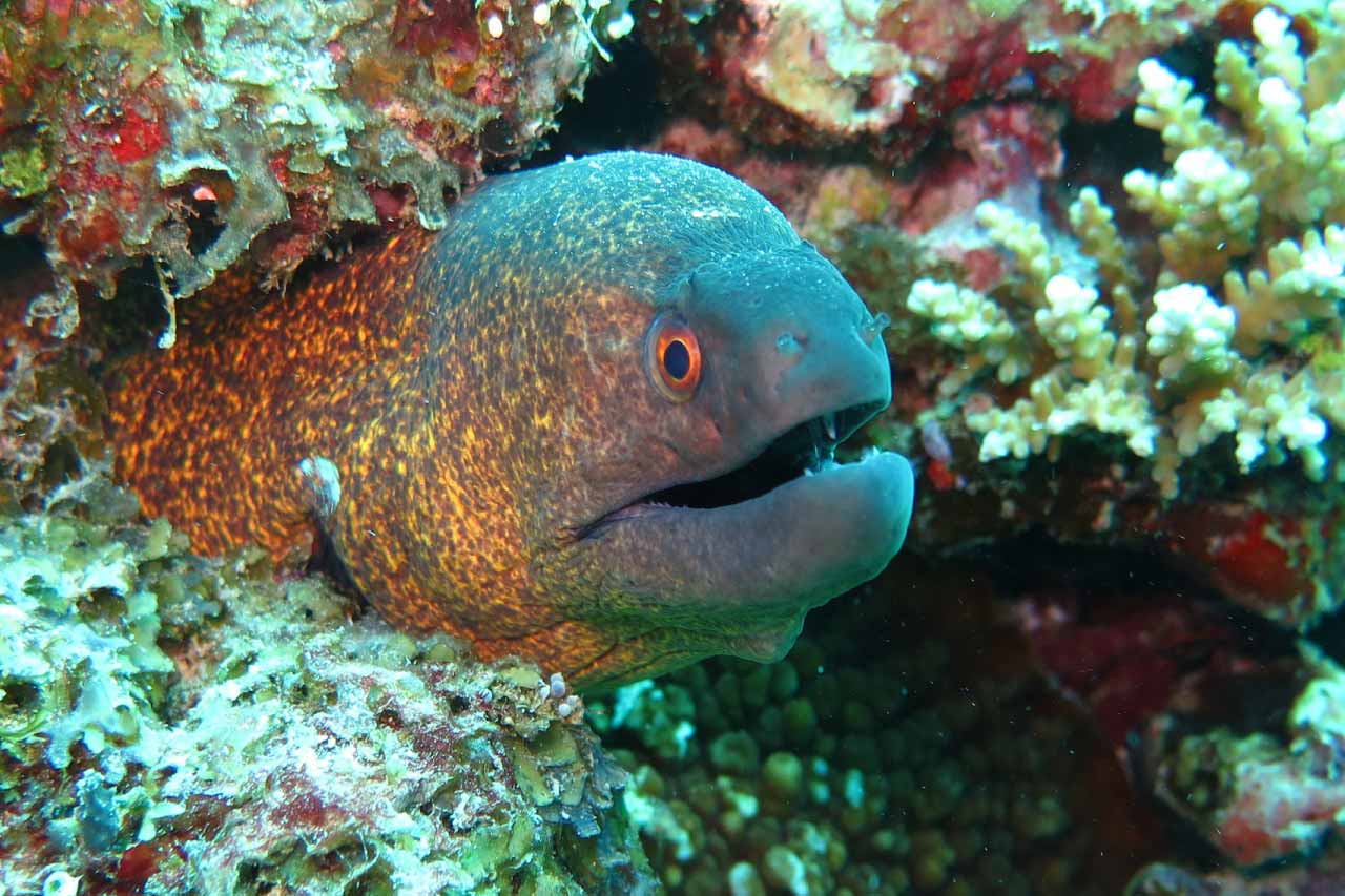 Ocean Animals For Kids & Adults List Of Animals That Live In The Ocean