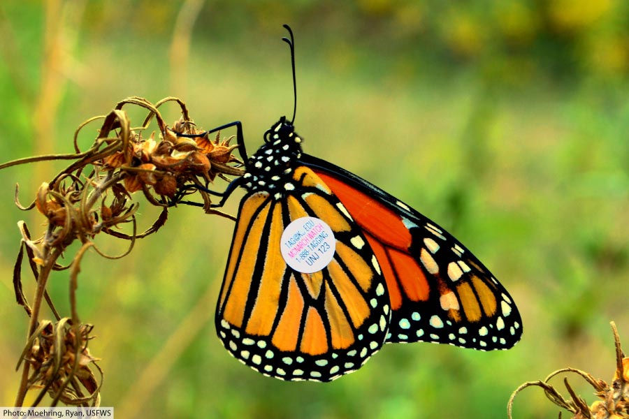 The Life Cycle Of The Monarch Butterfly With Pictures & Facts