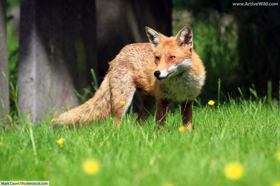 Taiga Animals List Of Animals That Live In The Taiga Biome With Pictures