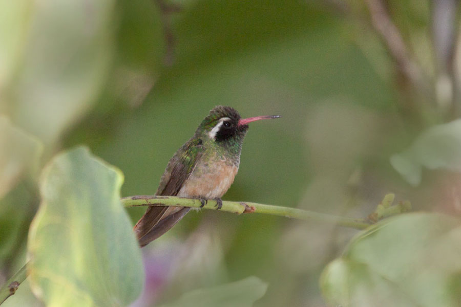 Xantus’s Hummingbird Facts, Pictures & Information