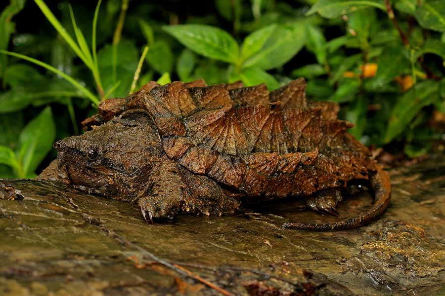 Alligator Snapping Turtle Facts The Largest Freshwater Turtle In America