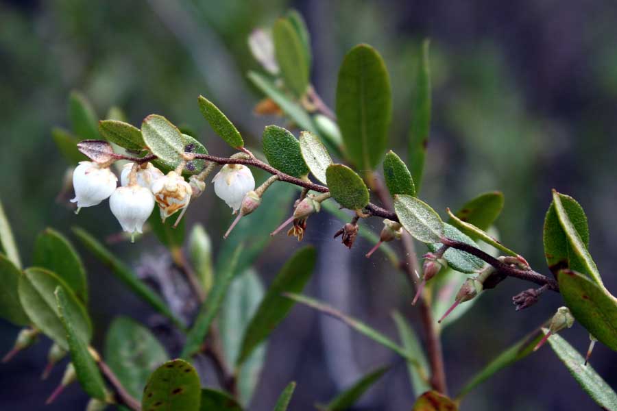 Plants Of The Taiga A List Of Taiga Plants With Pictures & Facts