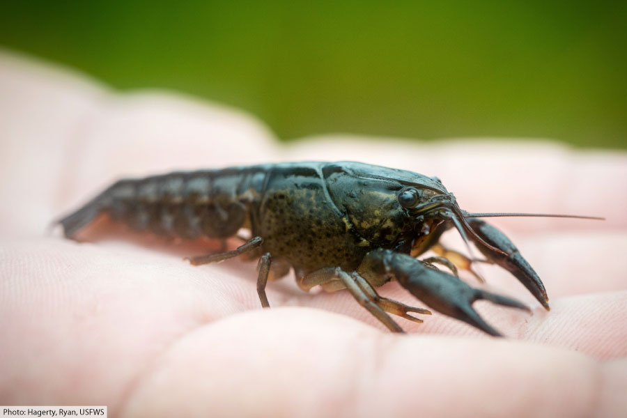 What Is A Crustacean? The Ultimate Guide To Crustaceans