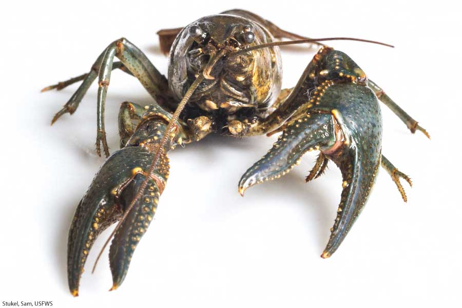 What Is A Crustacean? The Ultimate Guide To Crustaceans