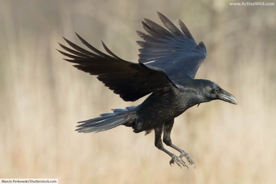 Raven Bird Facts, Pictures & InDepth Information for Kids and Adults