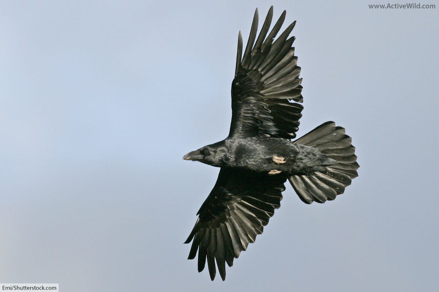 Raven Bird Facts, Pictures & InDepth Information for Kids and Adults