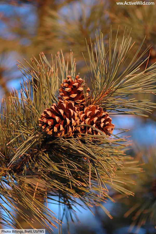 Plants The Ultimate Guide To The Plant Kingdom, With Pictures & Facts