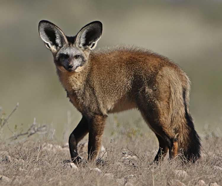 Why Do Wild Dogs Have Big Ears