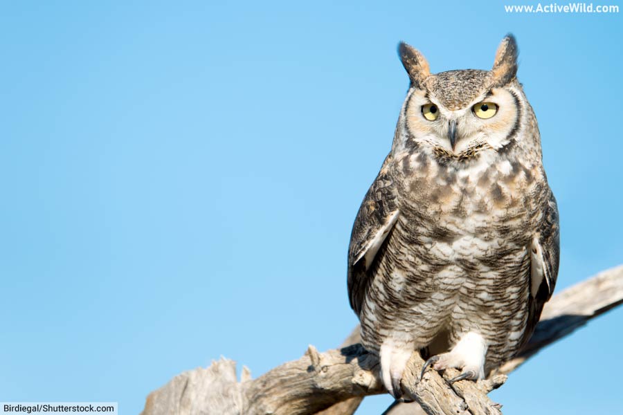 Great Horned Owl Facts, Pictures & Info. Bird Guide Bubo virginianus