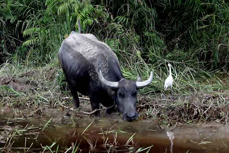 Water Buffalo Facts Discover An Important Asian Domestic Animal