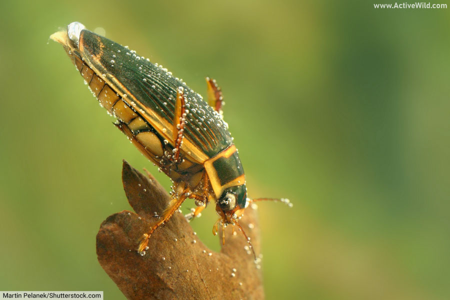 Beetle Facts What Is A Beetle? A Complete Guide To Beetles