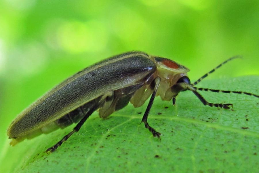 Beetle Facts What Is A Beetle? A Complete Guide To Beetles