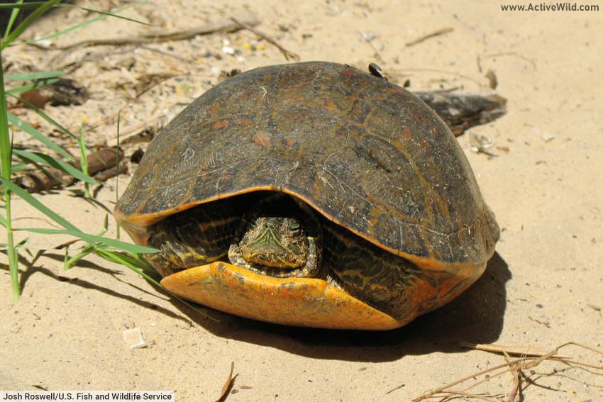 Types Of Turtles With Pictures, List Of Interesting Turtle Species