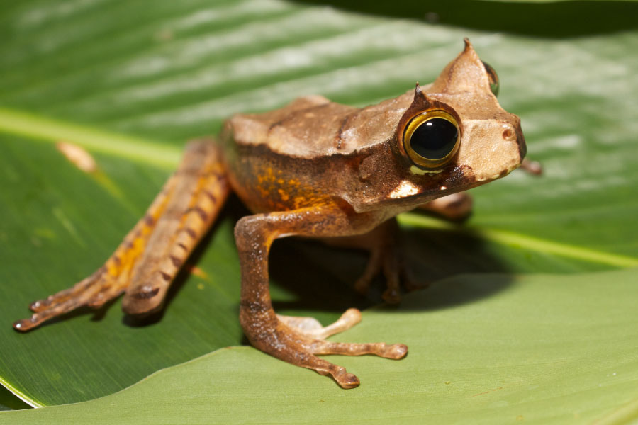 List Of Amphibians With Pictures & Facts Examples Of Amphibian Species