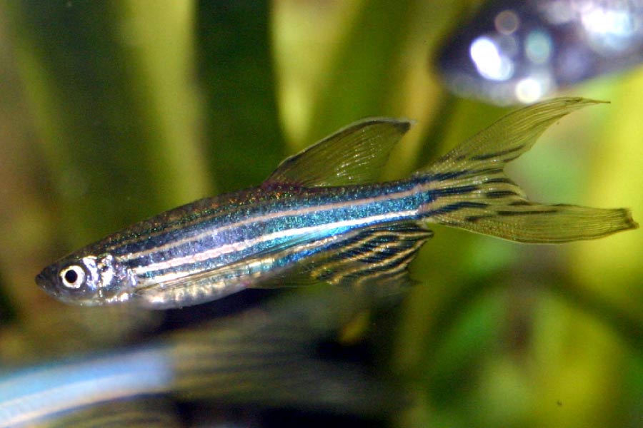 Black And White Animals List With Pictures & Interesting Facts