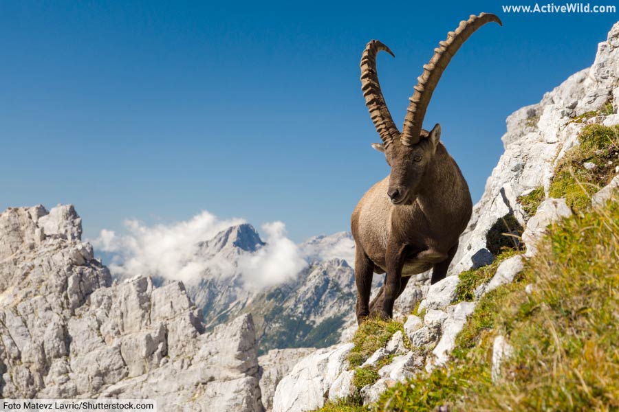 Top 189+ Animals that live in europe