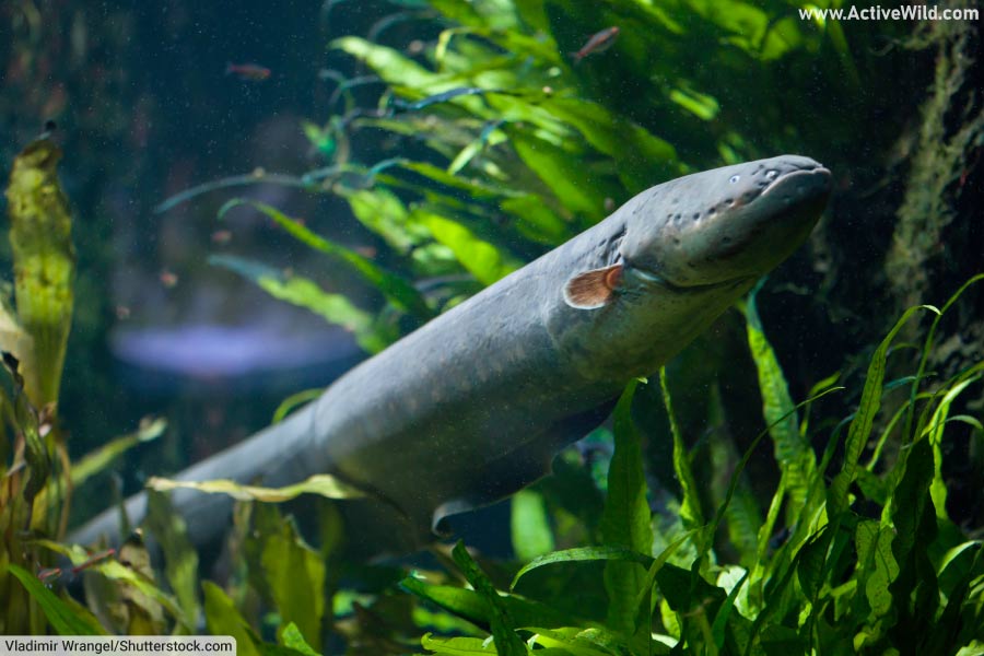 Freshwater Animals List, Pictures & Facts, Examples Of Freshwater Species