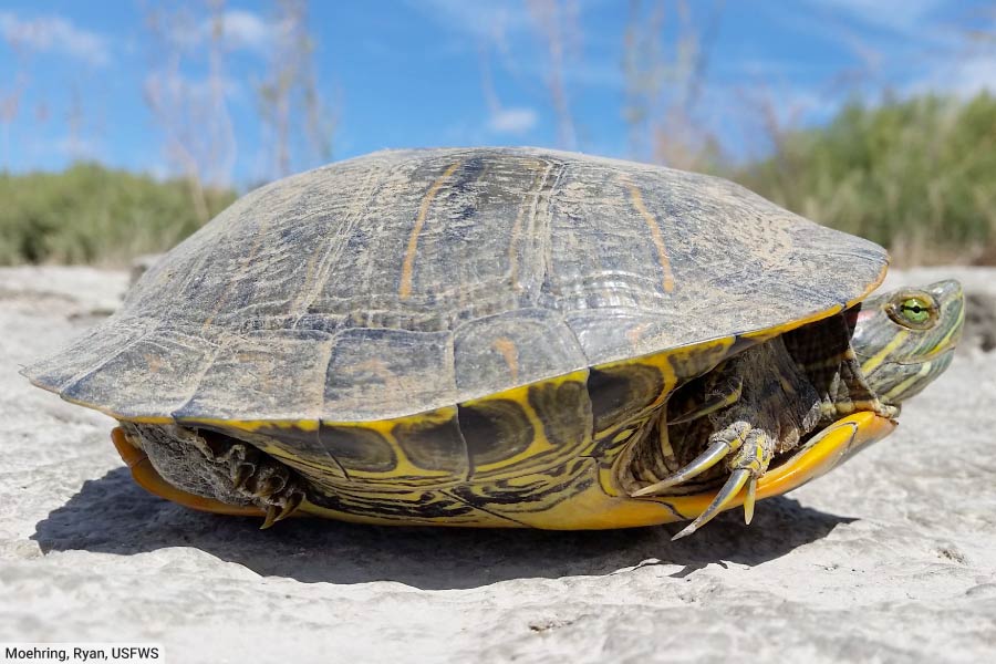 Types Of Turtles With Pictures, List Of Interesting Turtle Species