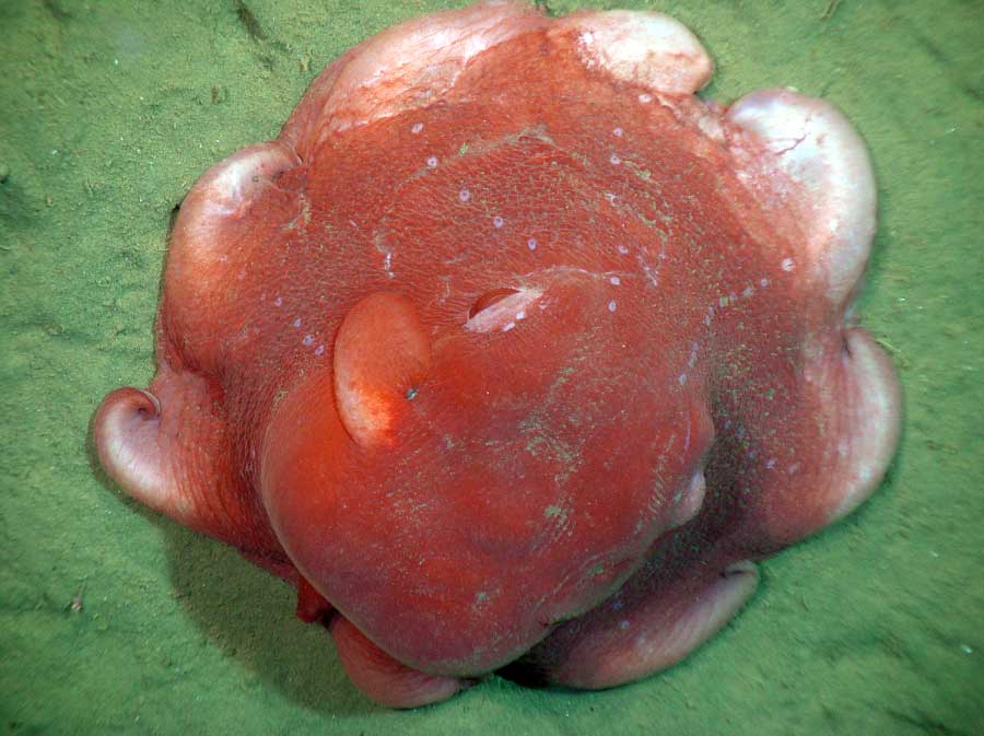 Bizarre Animals A Checklist Of The World’s Strangest Species Ava Addams