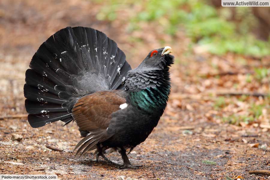 European Animals List With Pictures & Facts Species Found In Europe