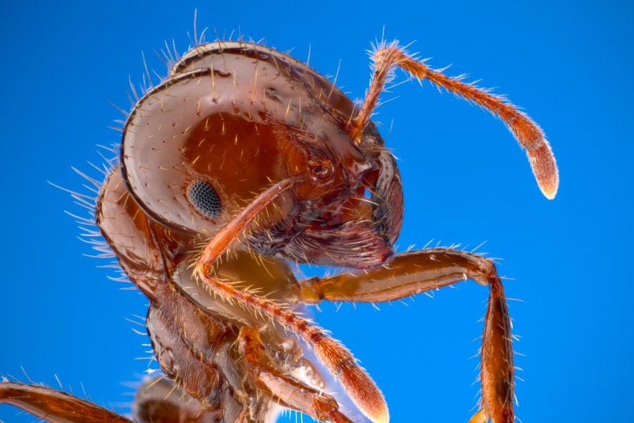 How Many Legs Does An Ant Have? (And Other Interesting Ant Facts)
