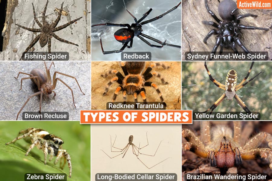Types Of Spiders With Pictures & Facts: Main Spider Groups
