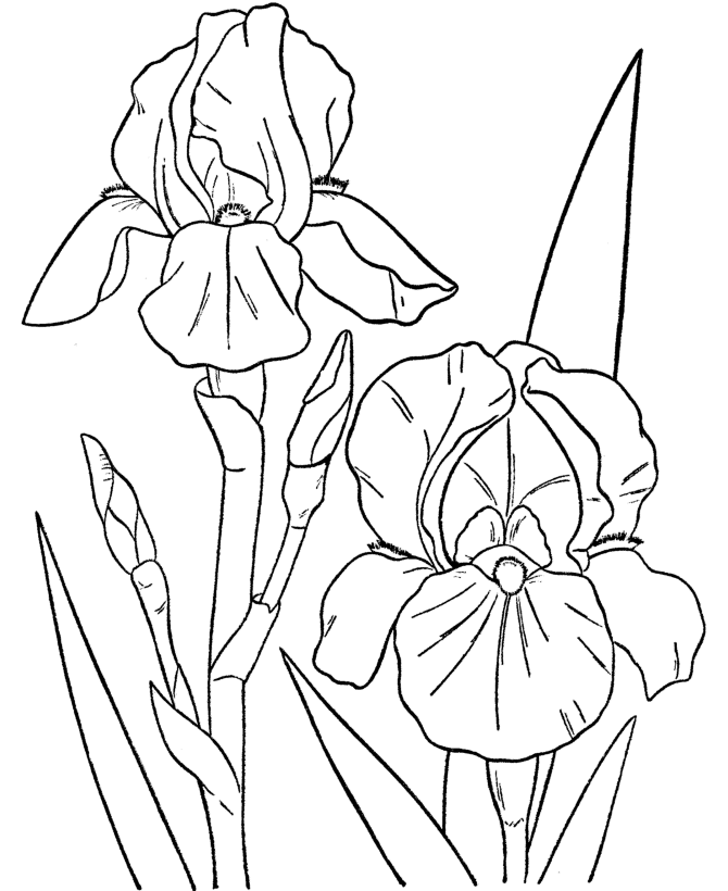 Spring Scenes Coloring Page 15 Spring Coloring Sheets Bluebonkers