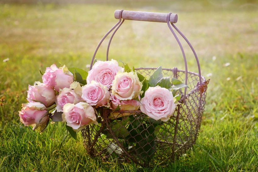 3 Tips for Caring for Pink Roses ActWitty