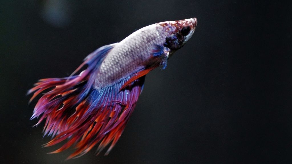 Dropsy In Betta Causes, Symptoms & Treatment Acuario Pets