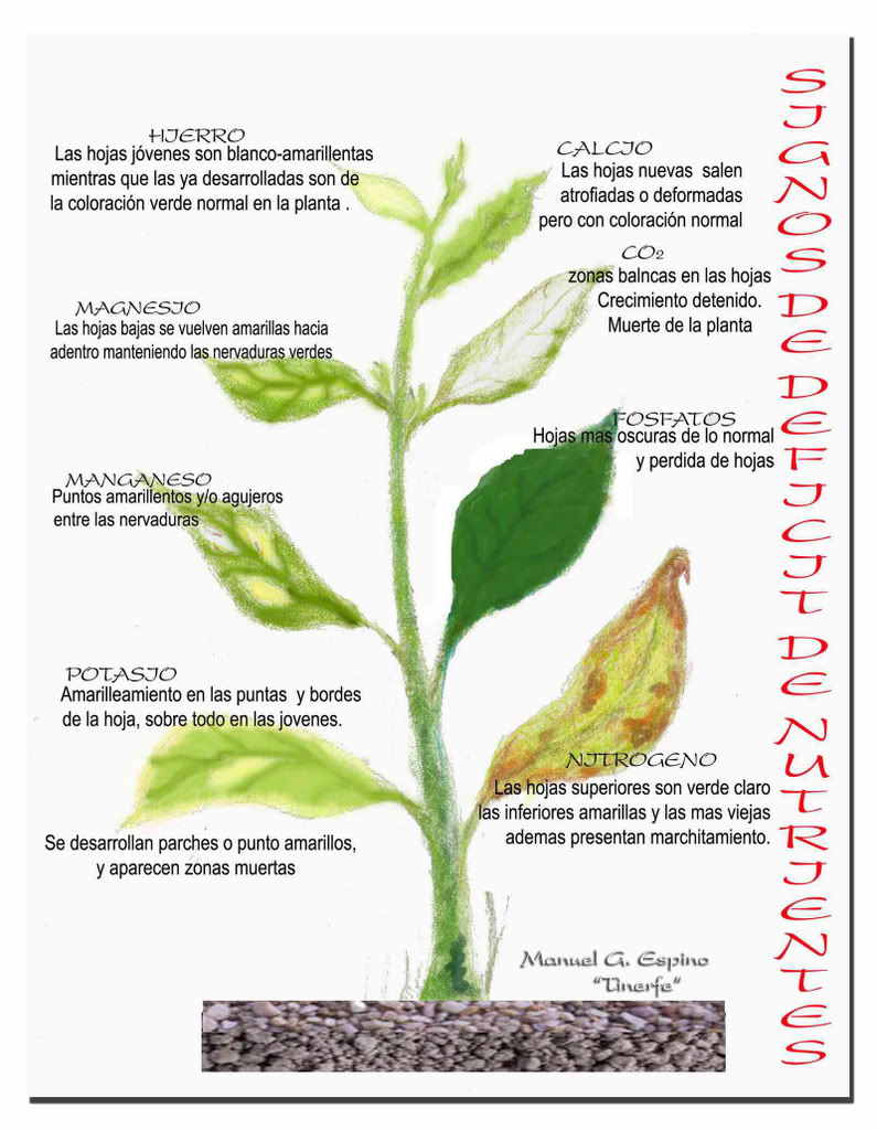 Ayuda para detectar nutrientes que faltan en mis Plantas