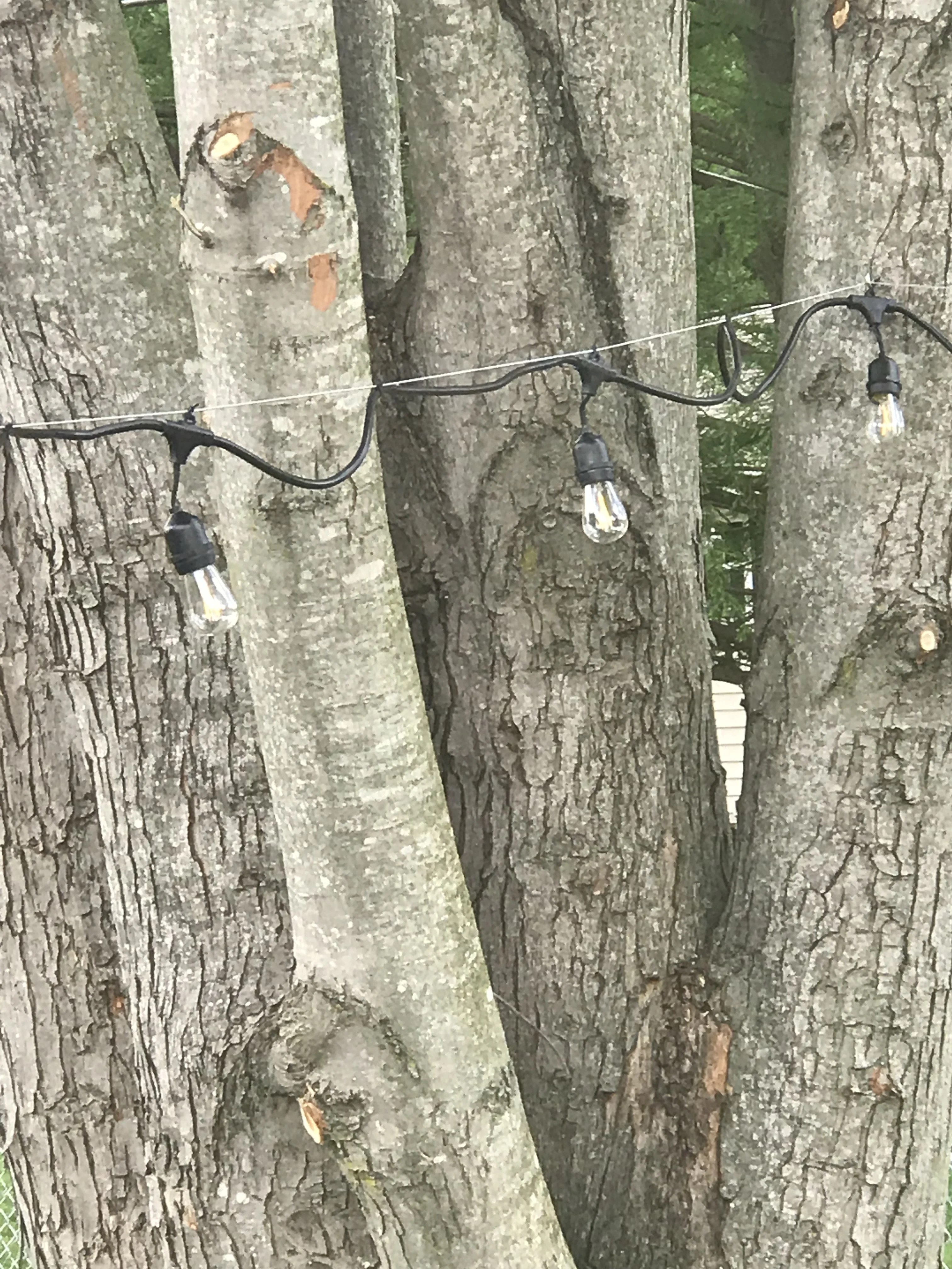 How To Attach Lights A Tree