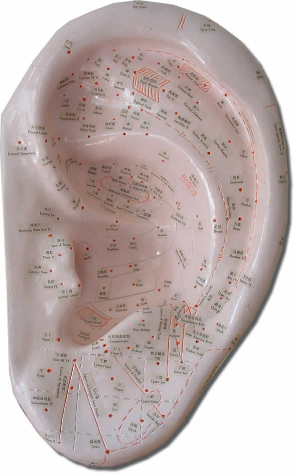 Auricular Acupuncture The Whole Body Imaged on the Ear Acupuncture
