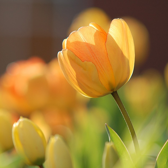 Five Acupuncture Points for Spring » Westside Acupuncture and Wellness