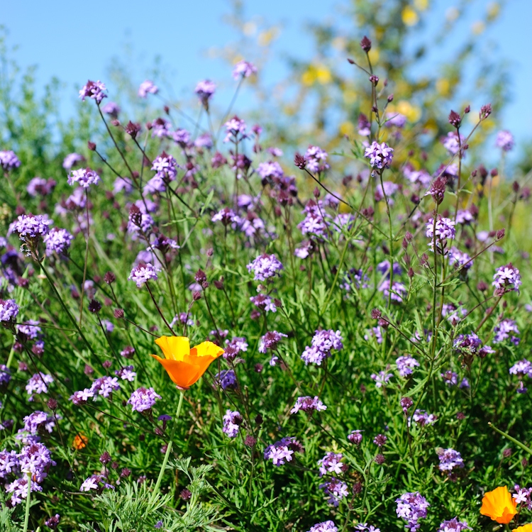 Alameda County Water District Official Website